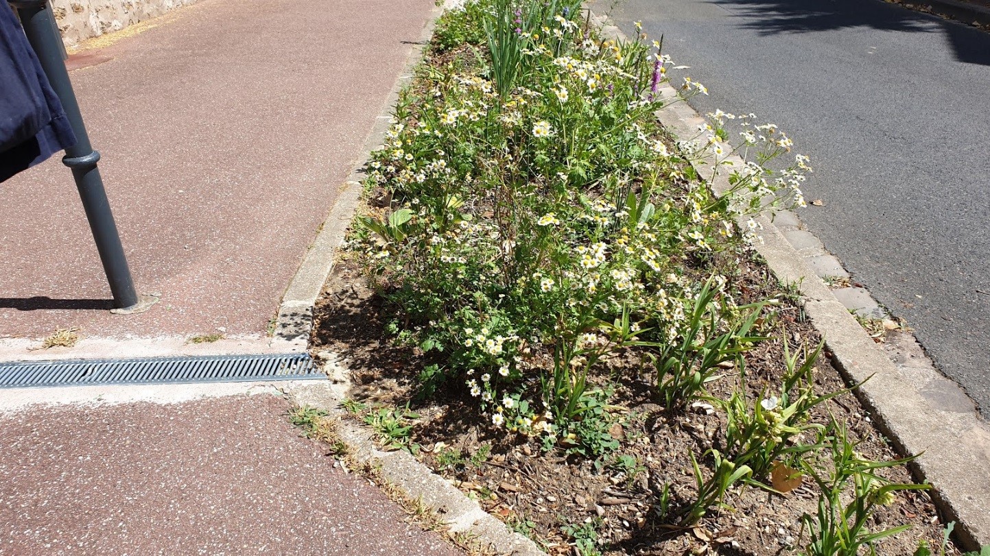 Jardin de pluie_Juin_2020